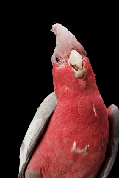 Rose-breasted kakadua, rosenkakadua. — Stockfoto