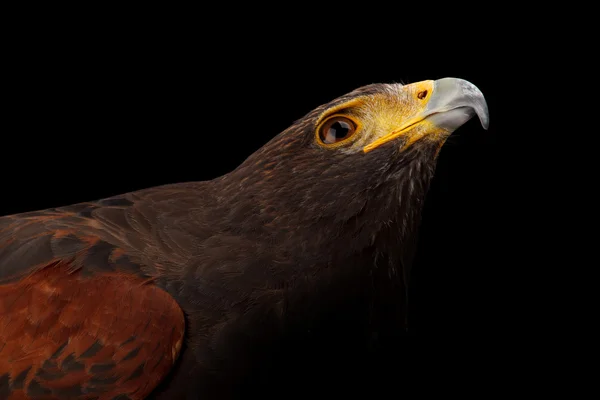 Falcão de Harris — Fotografia de Stock