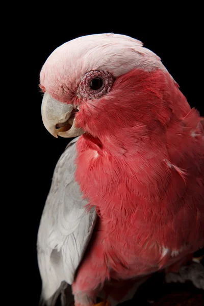 Rose-breasted Cockatoo, Galah. — Stock Photo, Image