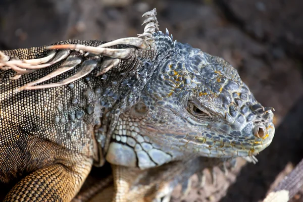 Leguan — Stockfoto