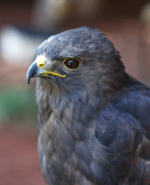 Piros farkú hawk — Stock Fotó