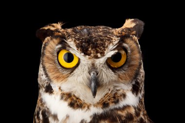 Büyük Boynuzlu Baykuş