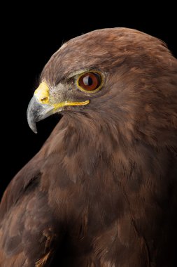 Küçük orman kartalı