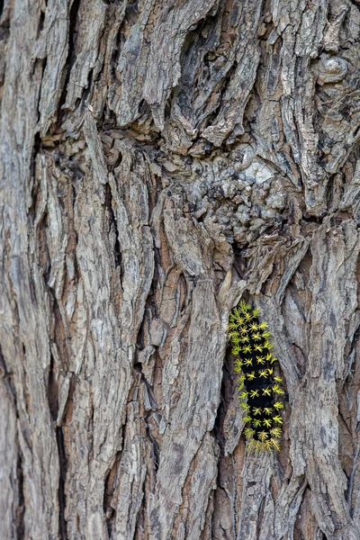 Schwarz-gelbe Raupe. — Stockfoto