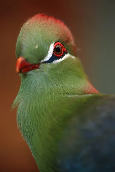 Fischer'ın Turaco — Stok fotoğraf