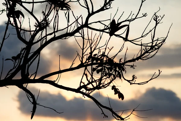 Tree detail — Stock Photo, Image