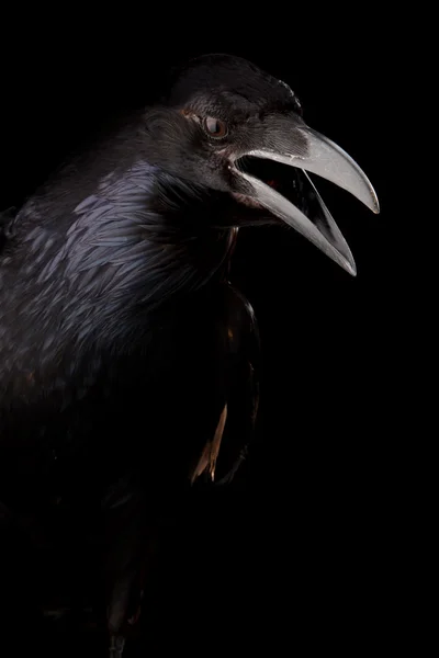 Schwarze Krähe in schwarz — Stockfoto