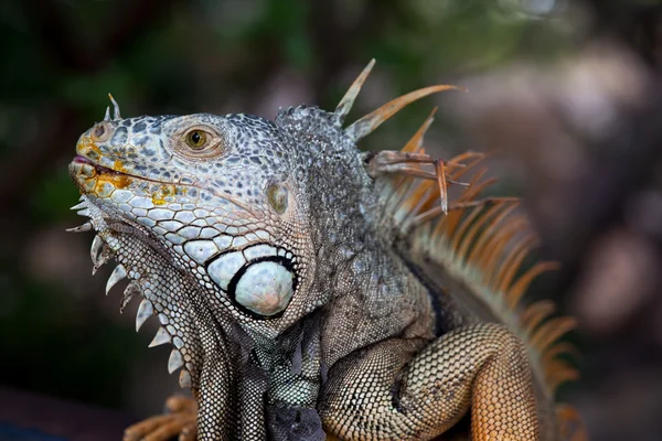 Iguana — Stok fotoğraf