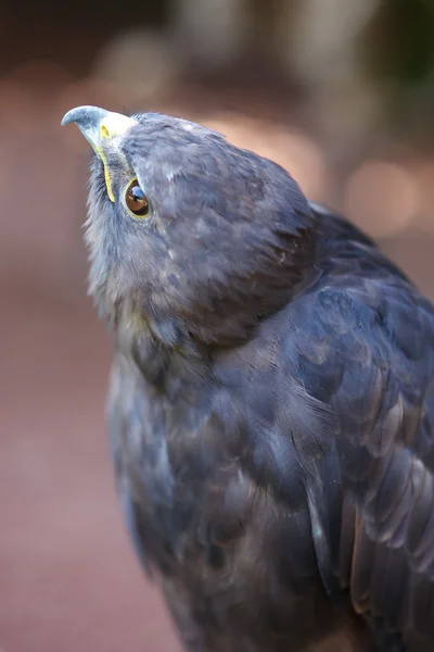 Falco dalla coda rossa — Foto Stock