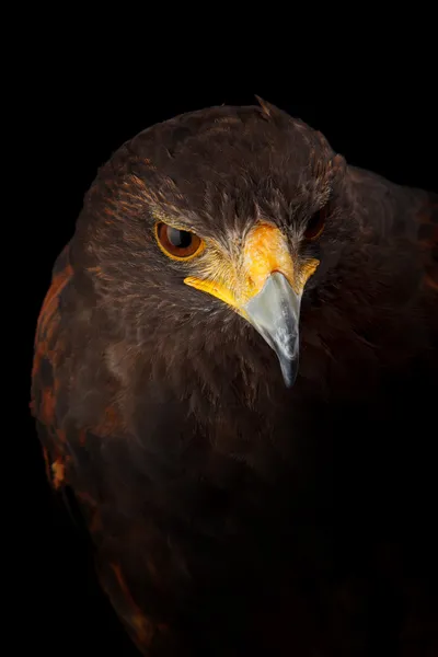 Falcão de Harris — Fotografia de Stock