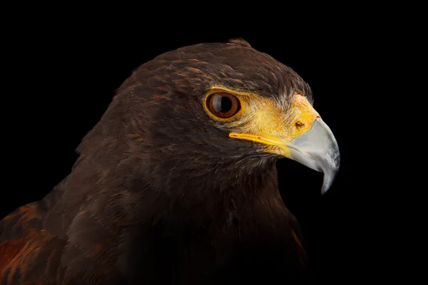 Falcão de Harris — Fotografia de Stock