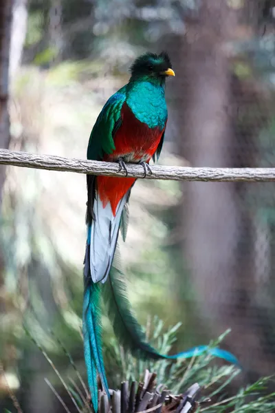 Quetzal — Stockfoto