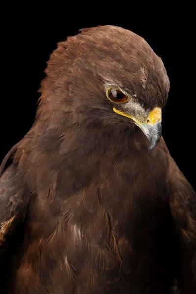 Aquila maculata minore — Foto Stock