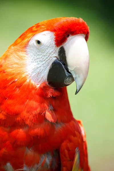 Scarlet Macaw — Stock Photo, Image