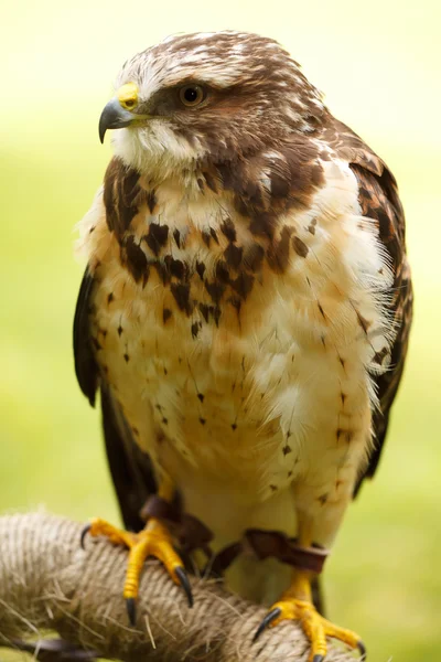 Falco di Swainson — Foto Stock