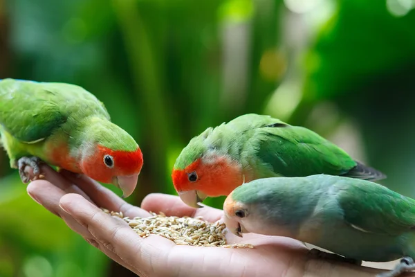 Aves de estimação Agapornis — Fotografia de Stock