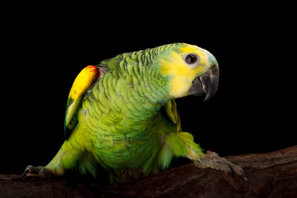 Baby Blue-fronted Amazon — Stock fotografie