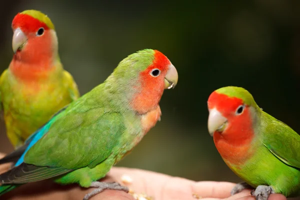 Aves de estimação Agapornis — Fotografia de Stock