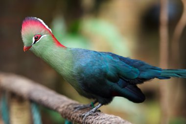 Fischer'ın Turaco
