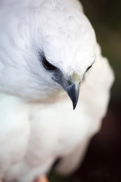 Witte hawk — Stockfoto