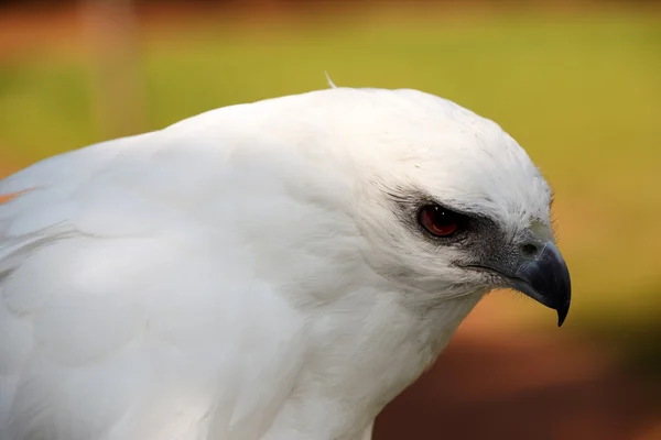 Falcão branco — Fotografia de Stock