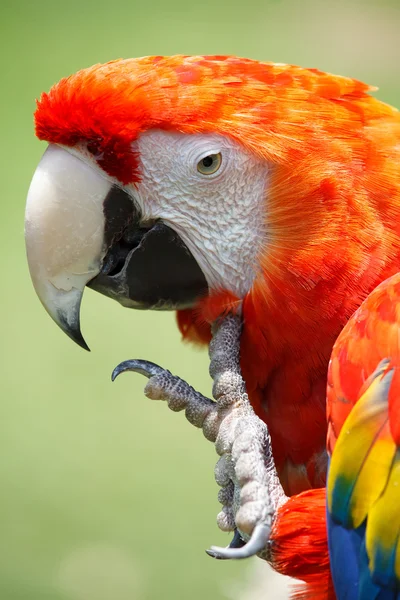 Scarlet Macaw — Stock Photo, Image