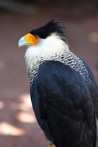 Βόρεια κορωνίδα caracara — Φωτογραφία Αρχείου