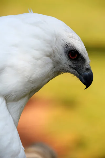 Falcão branco — Fotografia de Stock