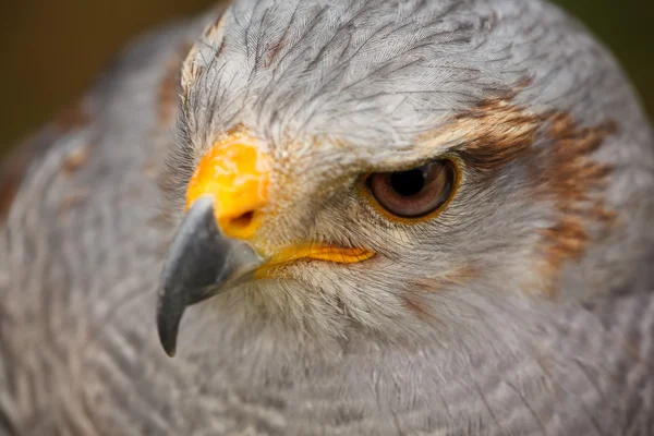 Grijze hawk — Stockfoto