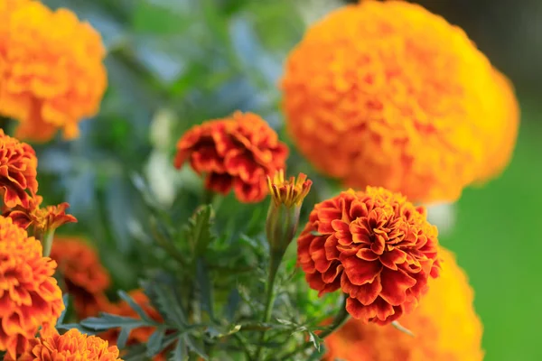 멕시코에 Cempasuchil Zempasuchil 아즈텍 Aztec Marigold 이라고 도불리는 — 스톡 사진