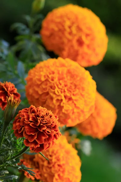 멕시코에 Cempasuchil Zempasuchil 아즈텍 Aztec Marigold 이라고 도불리는 — 스톡 사진