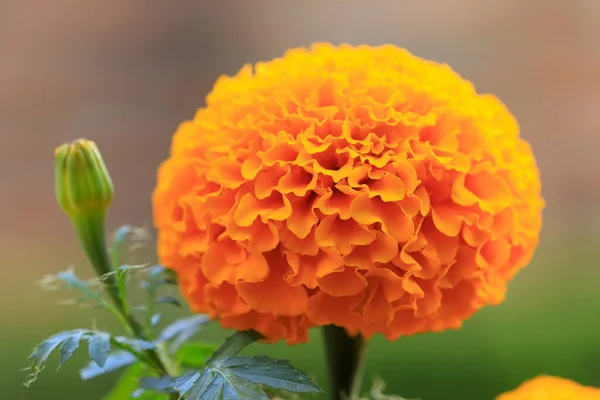 Cempasuchil Zempasuchil Nahuatl Term Genoemd Bloem Van Doden Mexico Tagetes — Stockfoto