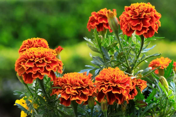 멕시코에 Cempasuchil Zempasuchil 아즈텍 Aztec Marigold 이라고 도불리는 — 스톡 사진