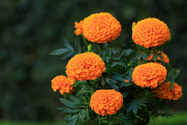 Cempasuchil Zempasuchil Termo Náuatle Chamado Flor Dos Mortos México Tagetes — Fotografia de Stock