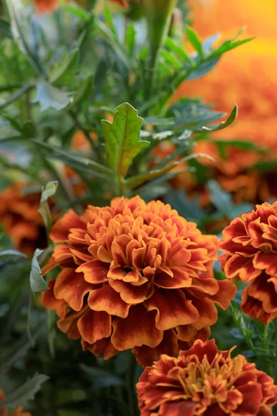 멕시코에 Cempasuchil Zempasuchil 아즈텍 Aztec Marigold 이라고 도불리는 로열티 프리 스톡 사진