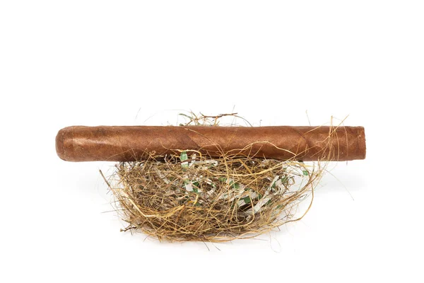 Cigar Real Nest Close Nice Boke Shallow Depth Field Jogdíjmentes Stock Képek