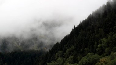 Güzel sisli Juneau, Alaska manzarası.