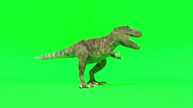 Tyrannosaurus dinozor türü. Trenosaurus çığlık atıyor ve saldırmaya hazır. Yeşil ekran krom anahtarı. Kusursuz 3D döngü oluşturucu