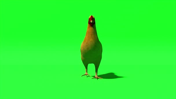 Frango vai sobre um fundo verde isolado. Chromakey. Tela verde. animação 3d de loop sem costura — Vídeo de Stock