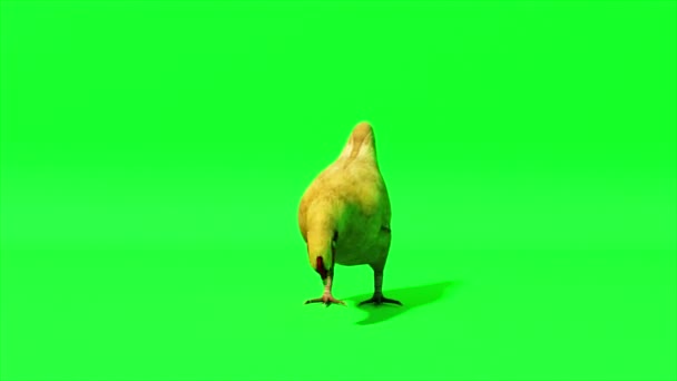 Kycklingen går på en isolerad grön bakgrund. Det är Chromakey. Grön skärm. 3D-animering av sömlös slinga — Stockvideo