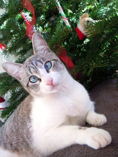 Young cat by a christmas tree — Stock Photo, Image