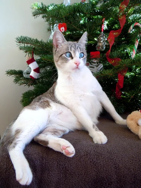 Gato jovem posando por uma árvore de Natal — Fotografia de Stock