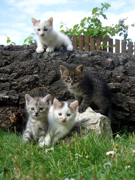 Négy kis cica, a kertben — Stock Fotó