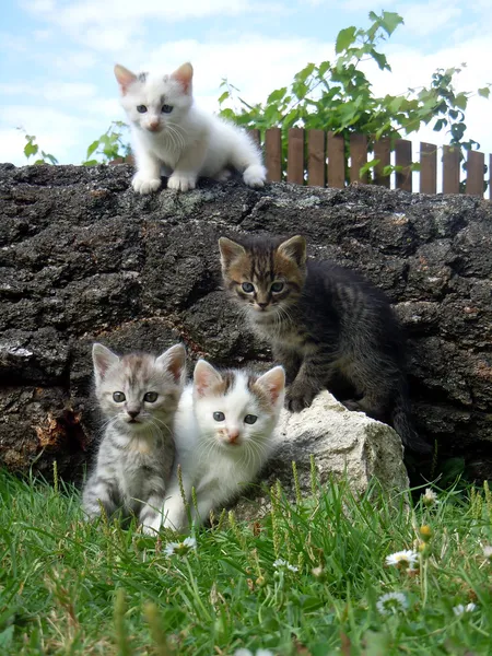 Cuatro gatitos en el jardín Fotos de stock libres de derechos