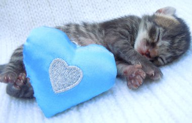uyuyan bebek kedi yavrusu