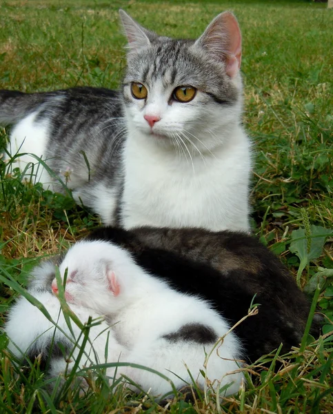 Jonge kat met haar kittens — Stockfoto