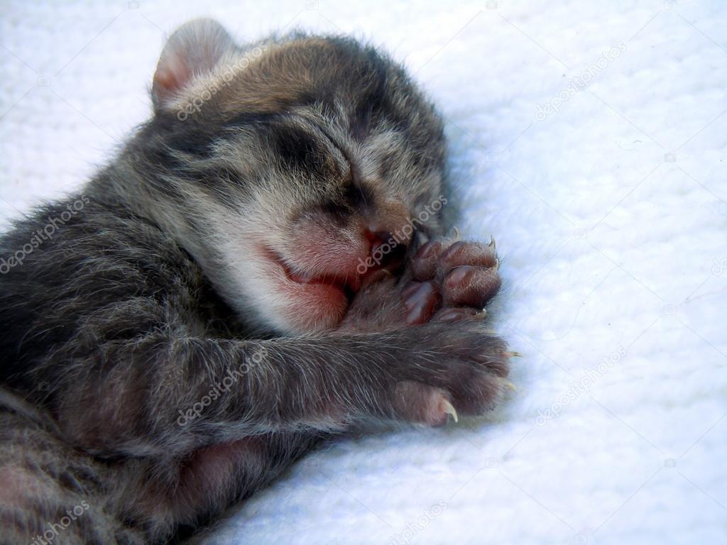 Sleeping tiny kitten