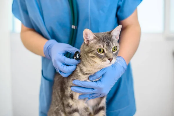 Kvinnlig veterinär läkare undersöker en katt med stetoskop — Stockfoto