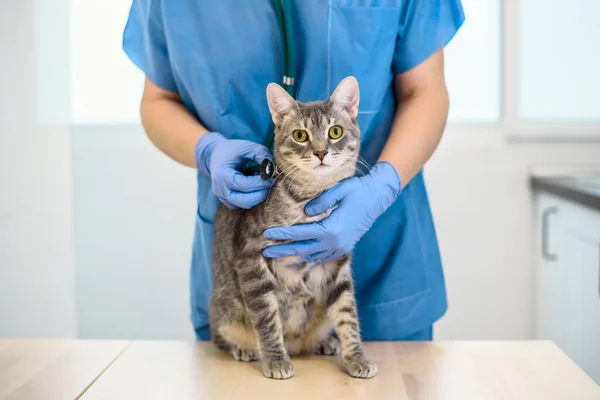 Kvinnlig veterinär läkare undersöker en katt med stetoskop — Stockfoto