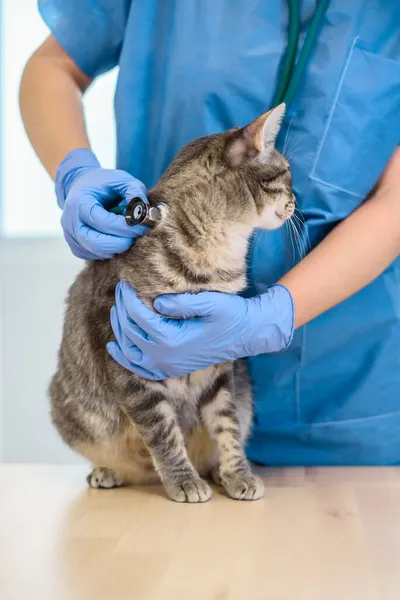 Médico veterinário fêmea está examinando um gato com estetoscópio — Fotografia de Stock